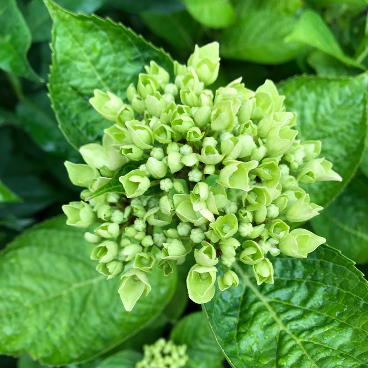 Plant image Hydrangea macrophylla 'Blaumeise'