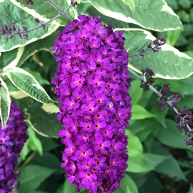 Butterfly Bush