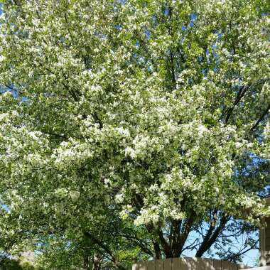 Malus domestica