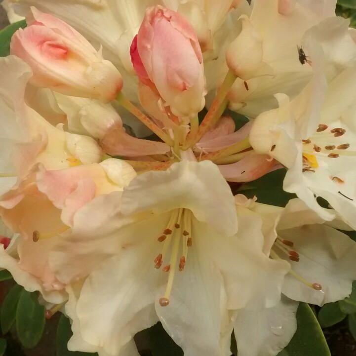 Rhododendron