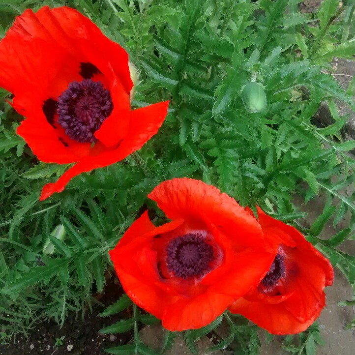 Papaver orientale 'Allegro', Oriental Poppy 'Allegro' - uploaded by ...