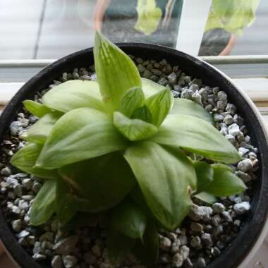 Haworthia retusa