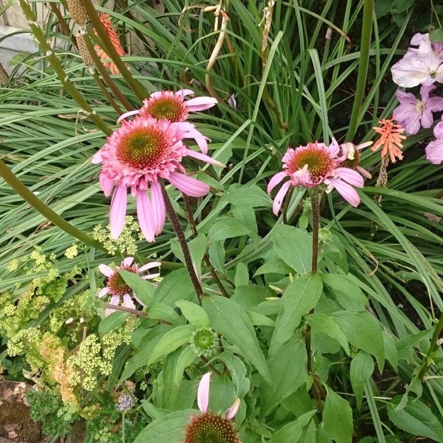 Plant image Echinacea purpurea 'Razzmatazz'