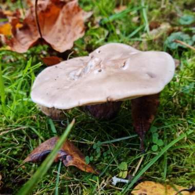 Hairy Curtain Crust Fungus