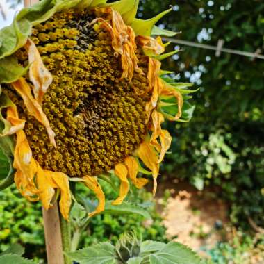 Ornamental Sunflower 'Cinnamon Sun'