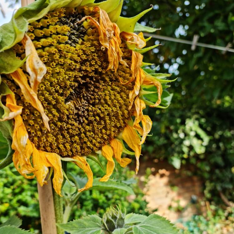 Plant image Helianthus annuus 'Cinnamon Sun'