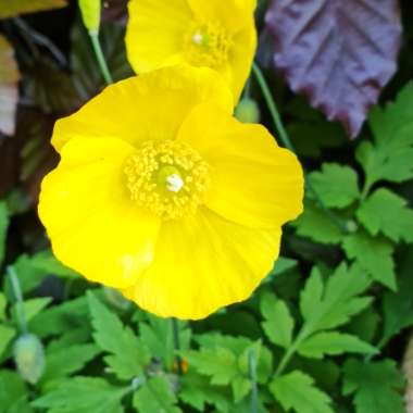 Welsh Poppy