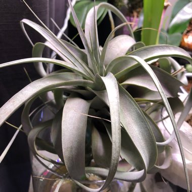 Airplant (Species) Tillandsia xerographica