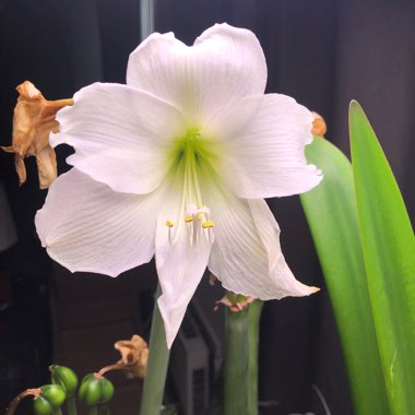 Hippeastrum (Amaryllis)