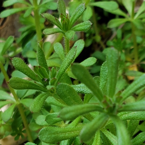 Plant image Galium aparine