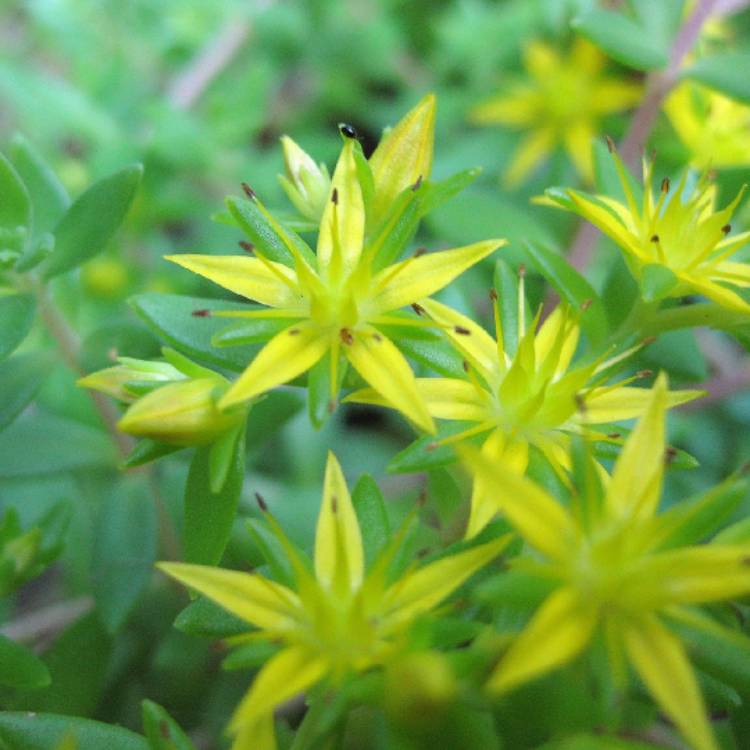 Plant image Sedum sarmentosum