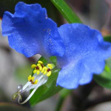 Asiatic Dayflower