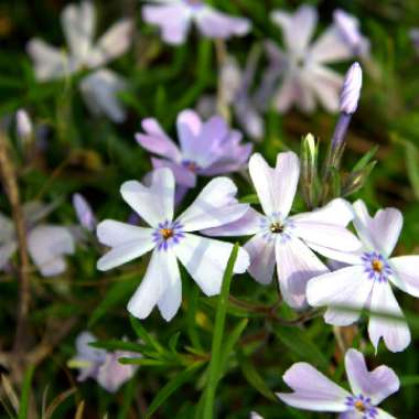 Phlox