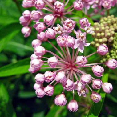 Common Milkweed