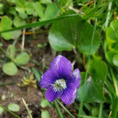 Viola odorata