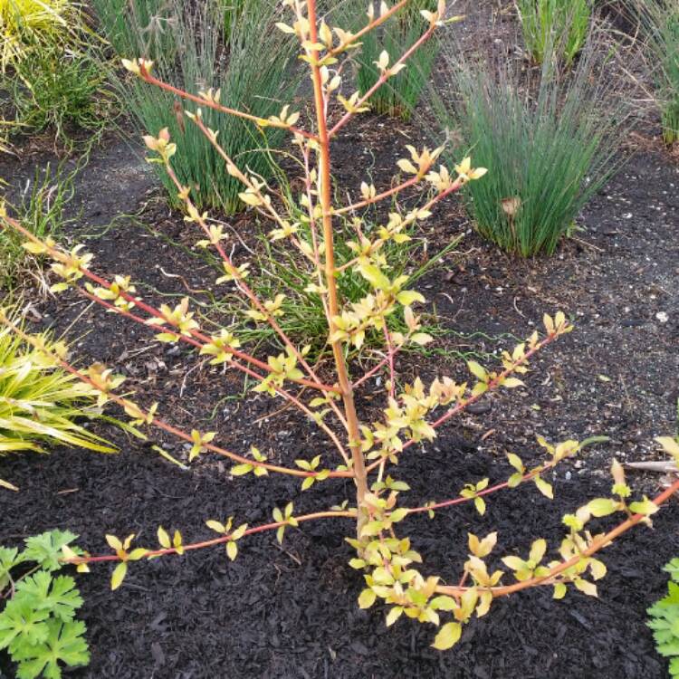 Plant image Cornus sanguinea 'Midwinter Fire'