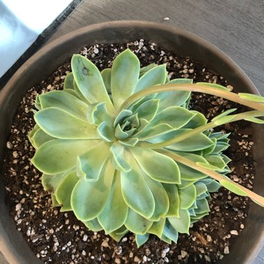 Echeveria Coolvue