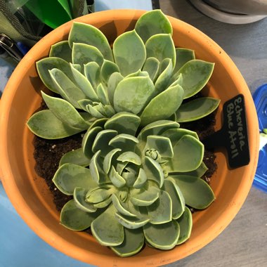 Echeveria Coolvue