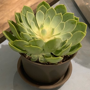 Echeveria Coolvue