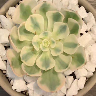 Echeveria Compton Carousel