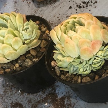 Echeveria Elegans Potosina