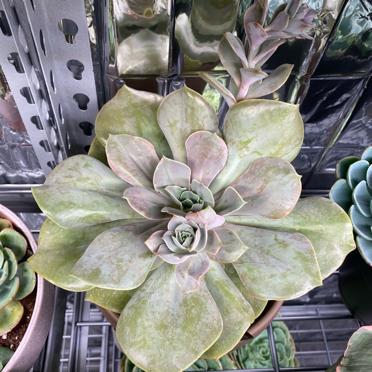 Plant image Echeveria Lolita