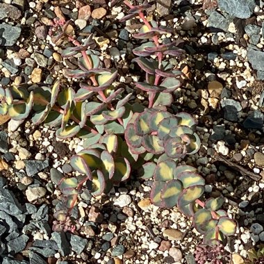 Sedum