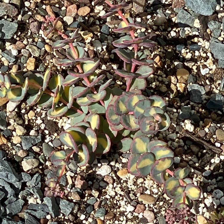 plant image 1176290