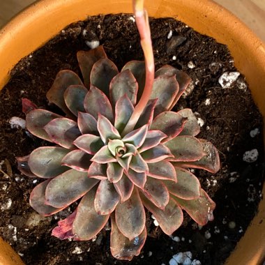 Echeveria Fantastic Fountain