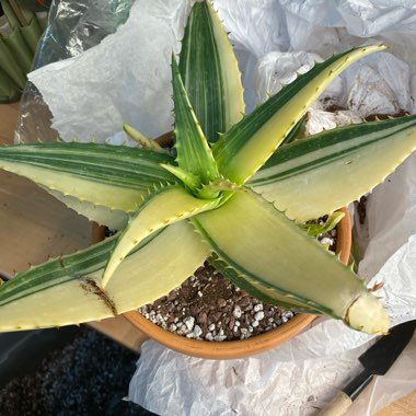 Aloe 'Walmsley's Variegated'