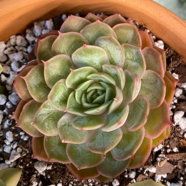 Echeveria Onslow