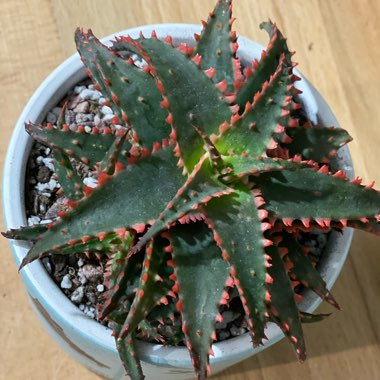 Aloe 'Christmas Sleigh'