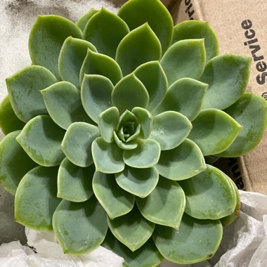 Echeveria Coolvue