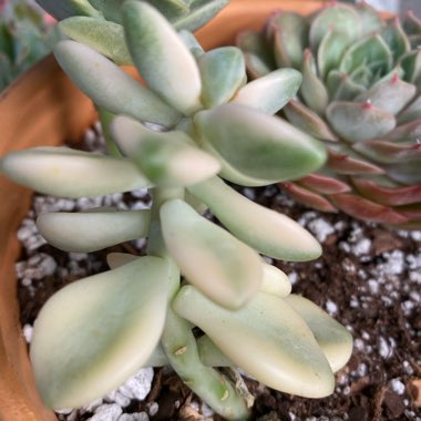 xGraptoveria Titubans Variegata