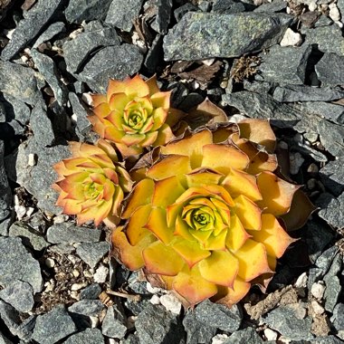 Sempervivum Gold Nugget