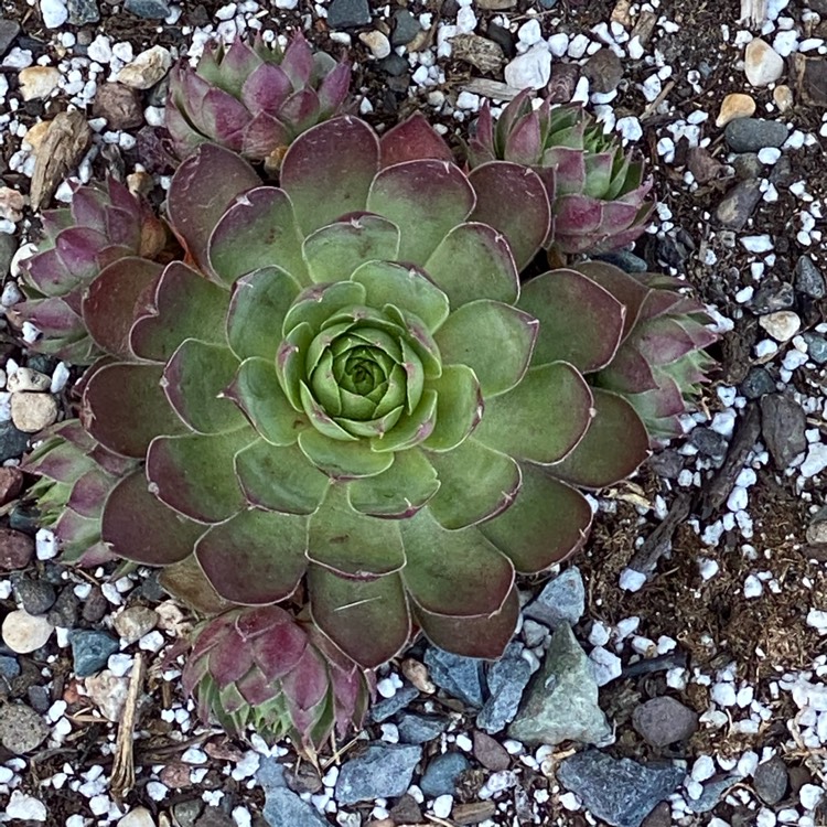 Plant image sempervivum 'hopewell'