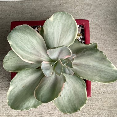 Echeveria Decora