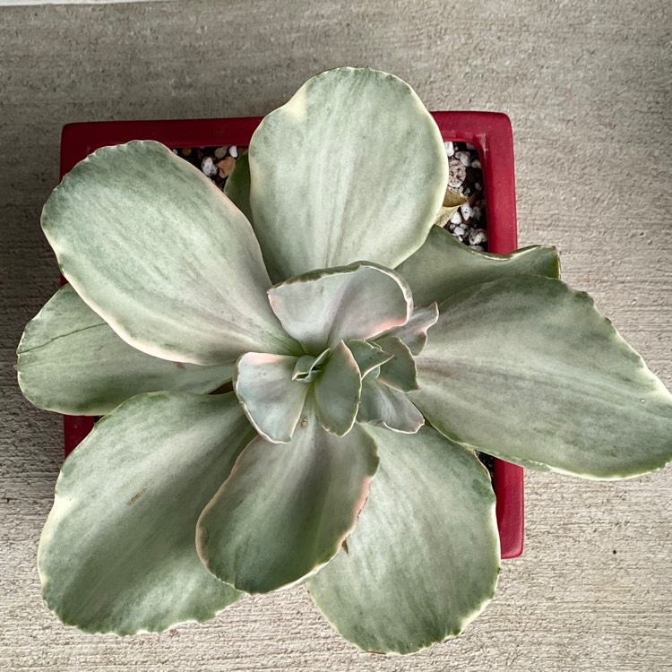 Plant image Echeveria Decora