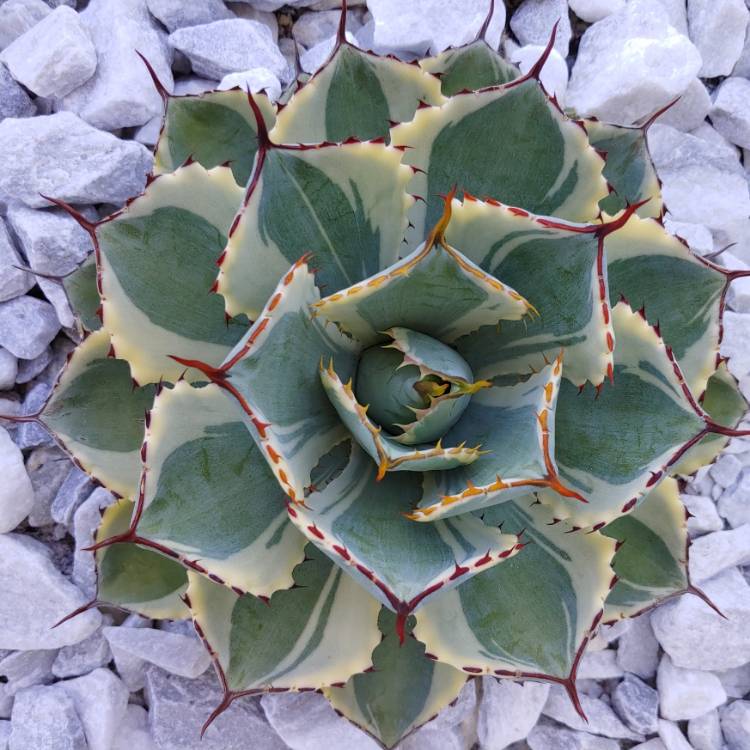 plant image 1009420