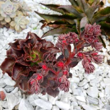 Echeveria Autumn Flame