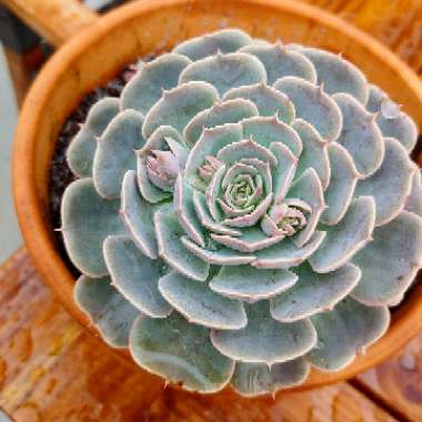 Echeveria