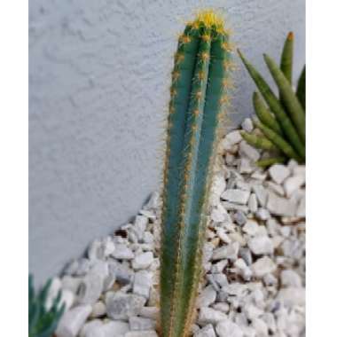 Pilosocereus azureus