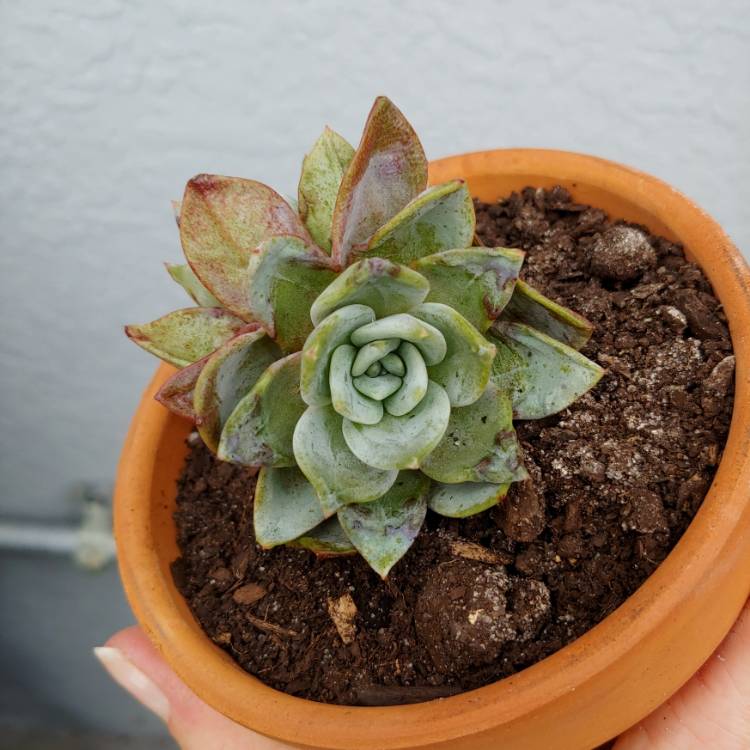 Plant image Echeveria Champagne