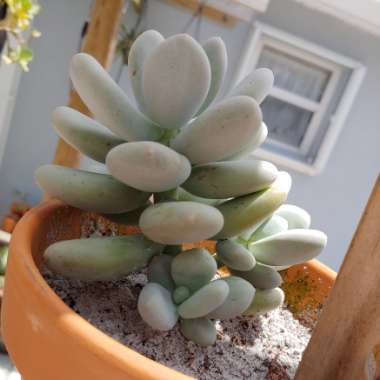 Pachyphytum oviferum