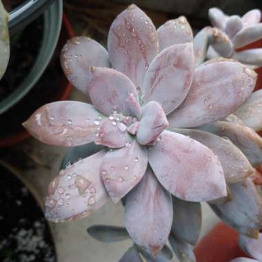 Graptopetalum Superbum