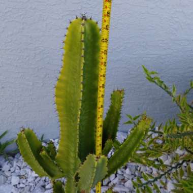 Euphorbia candelabrum