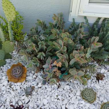 Kalanchoe fedtschenkoi 'Variegata'