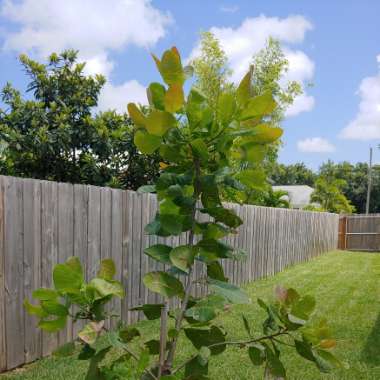 Anacardium Occidentale