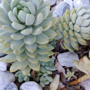 xSedeveria Lilac Mist