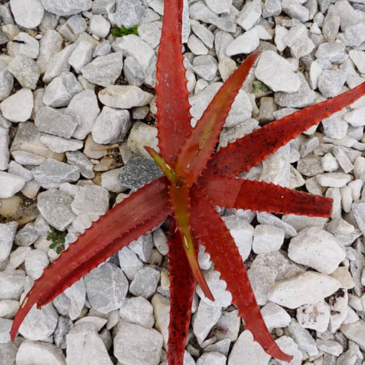 Plant image Aloe cameronii